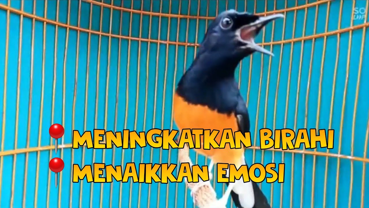 KRETEKAN SETAN PANCING MURAI JADI EMOSI BONGKAR MATERI🔥