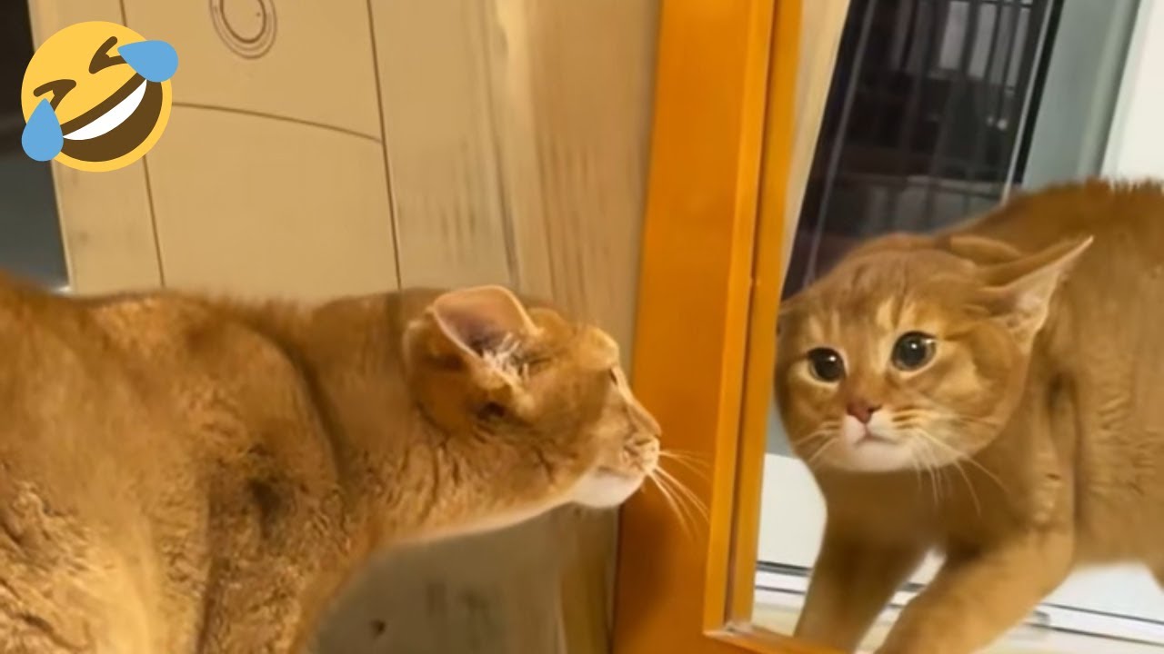 УМОРОЖДЕННЫЕ реакции кошек на зеркала 😹 Смешные видео с кошками