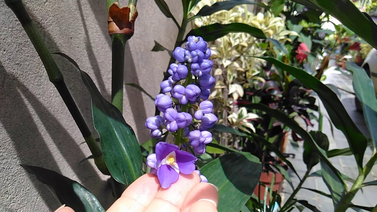 GERGIBRE  AZUL  PLANTA  NATIVA BRASILEIRA 🤗