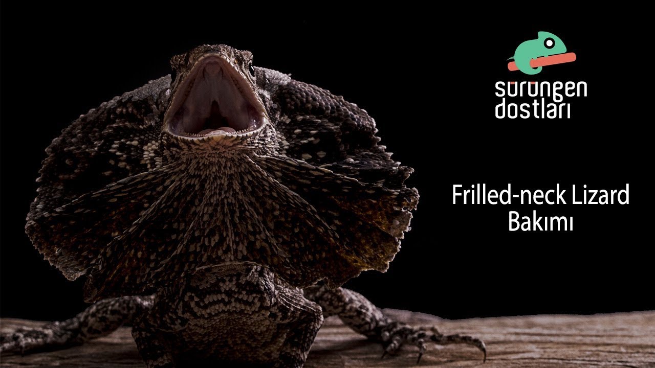 Frilled-neck Lizard Bakım Şartları