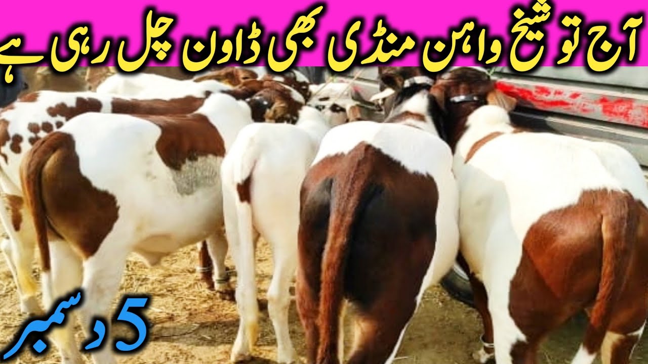 Sheikhwahan Mandi Down Now Cholistani Ablak Nukre Zero Size Bachre 2023 || Global Village Farming