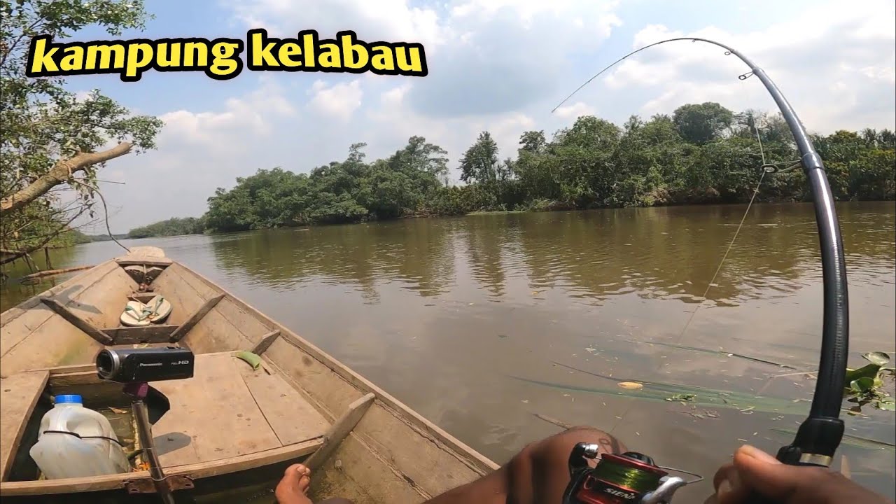 AMPUHNYA umpan kelapa sawit bisa nguras isi sungai