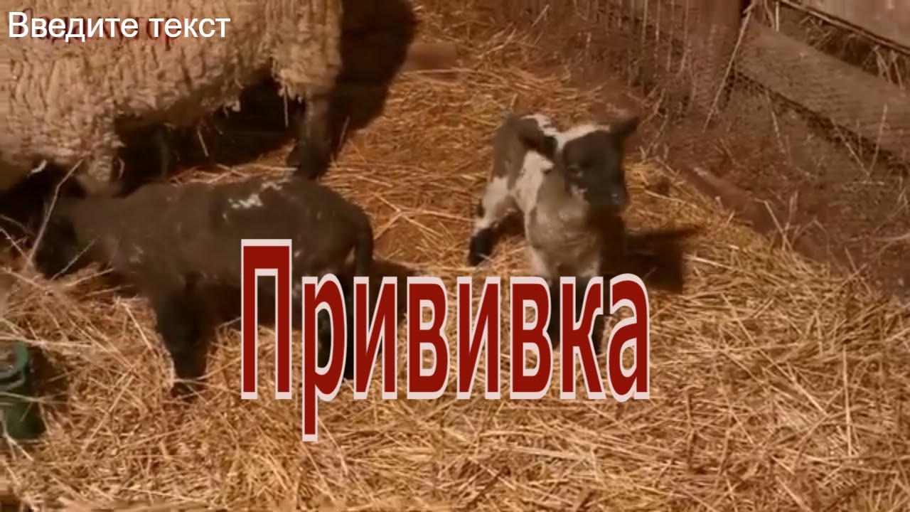 Прививка ягнят. #овцы#бараны