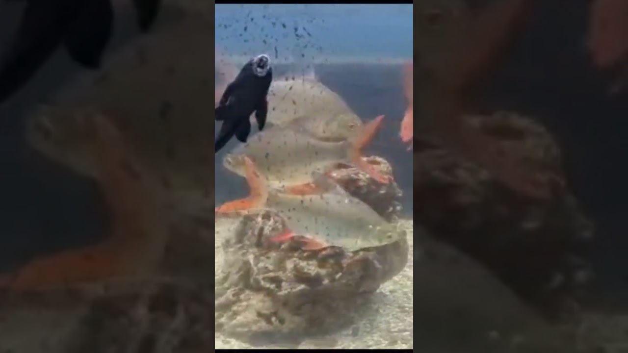 Meet the Aquarium Cleaners! 🐟🧹 Sucker Fish to the rescue! #fishing #suckerfish #aquarium #hobby
