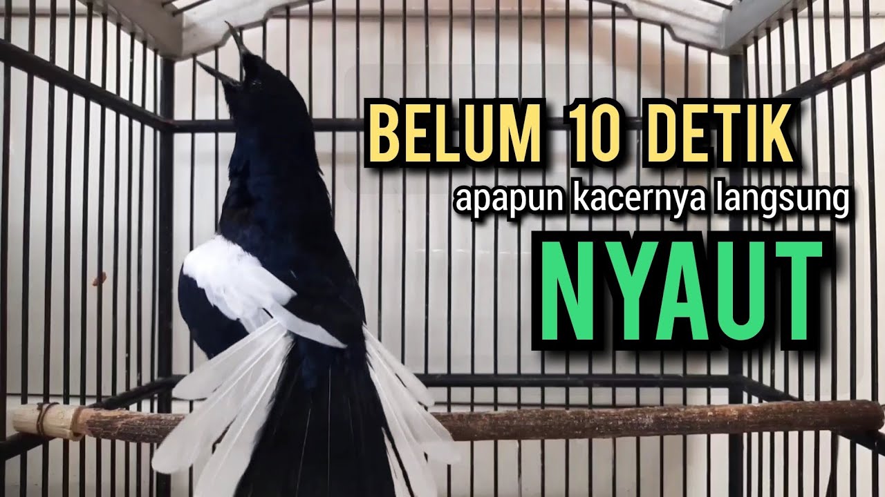 kacer gacor NGEPLONG TARUNG KONSLET ngobra ini paling AMPUH buat PANCINGAN KACER agar EMOSI NYAUT