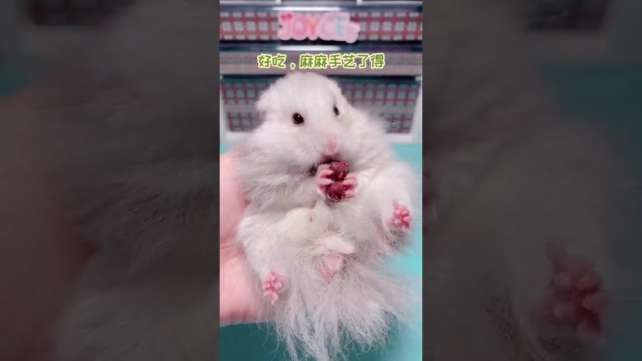 抖音，TikTok,纯手工制作仓鼠宝宝的餐，甜菜小馒头，吃的比我还好呢！