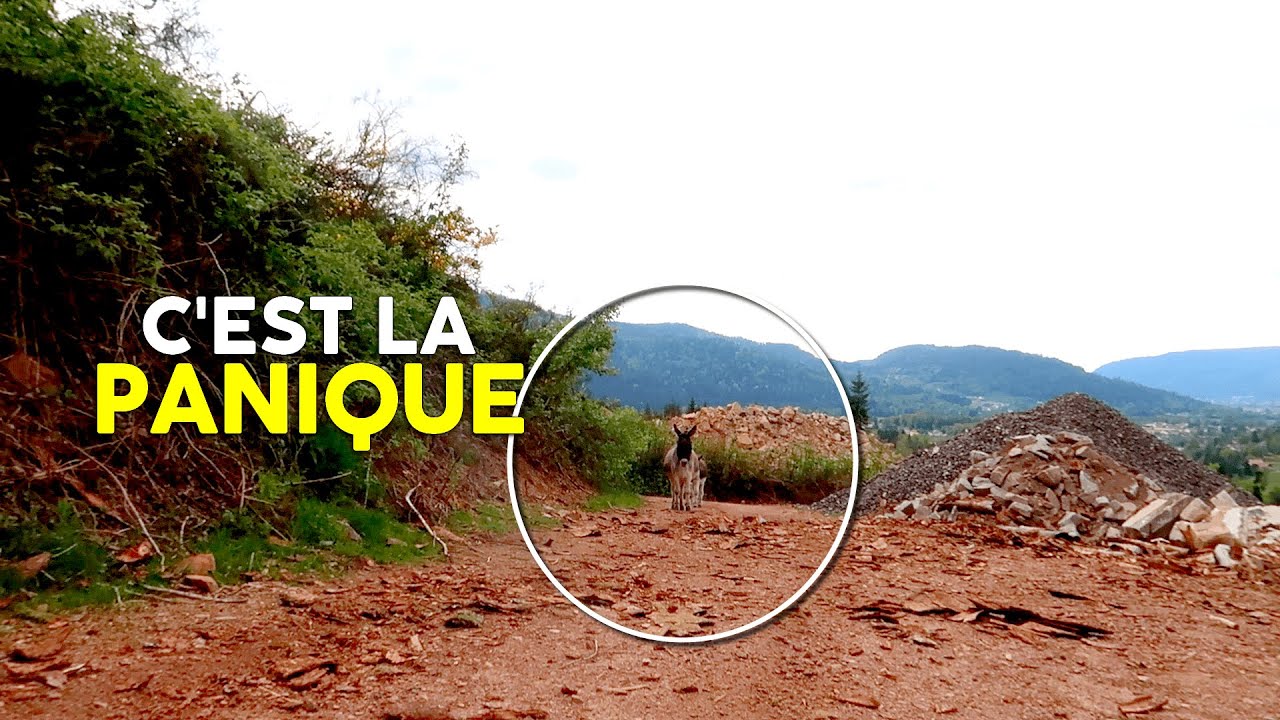 ON PERD LES ÂNES DANS UNE FORÊT DE 100 HECTARES !! 😮‍💨