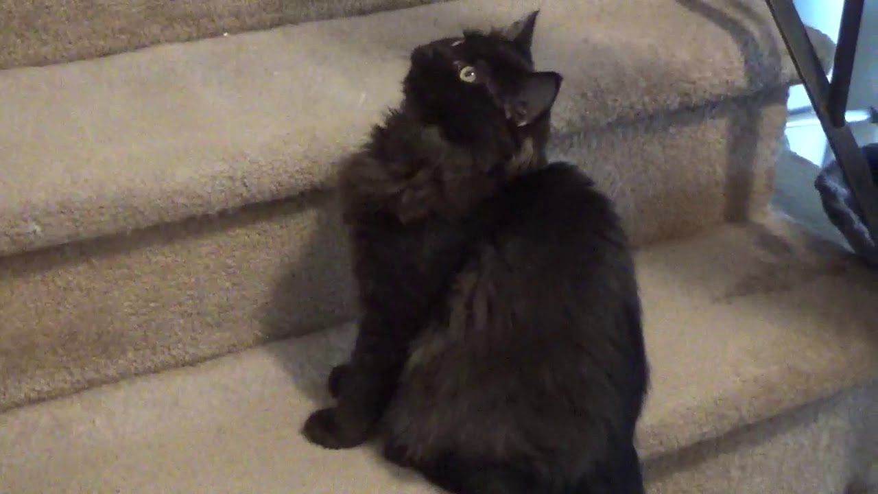 AVAILABLE SOLID BLACK RAGDOLL KITTEN 19 WEEKS OLD $750- A Ragdoll To Love March 27, 2020