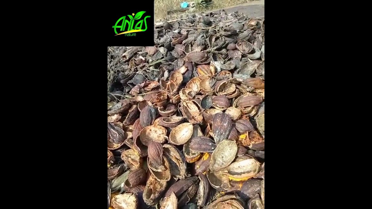 partie1: Processus de fabrication du savon noir du Ghana