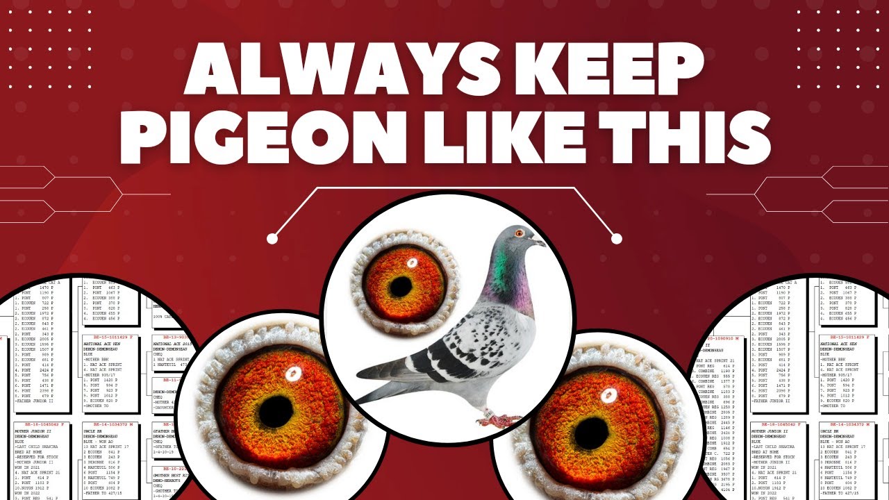 Best Kittel Is Always One of The Best Racing Pigeon Bloodline For Sale In Pipa Pigeons Auction