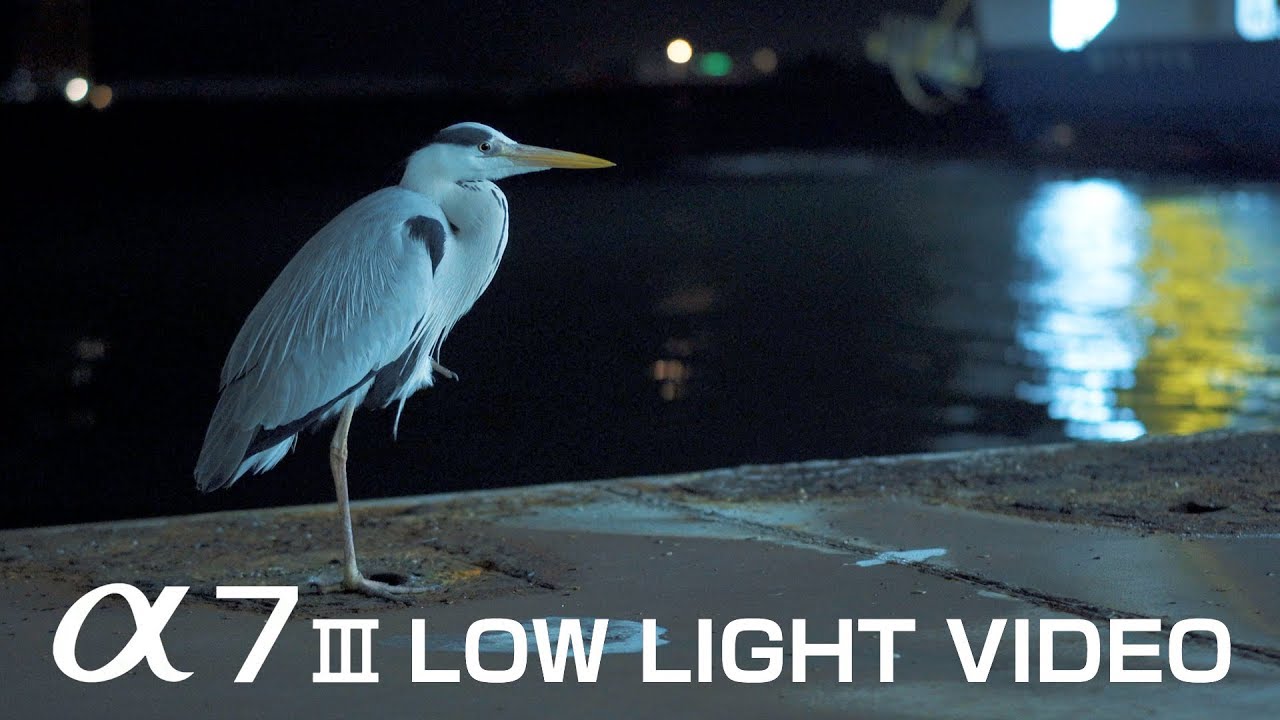 a7III LOW LIGHT VIDEO (PP10) - Night Port