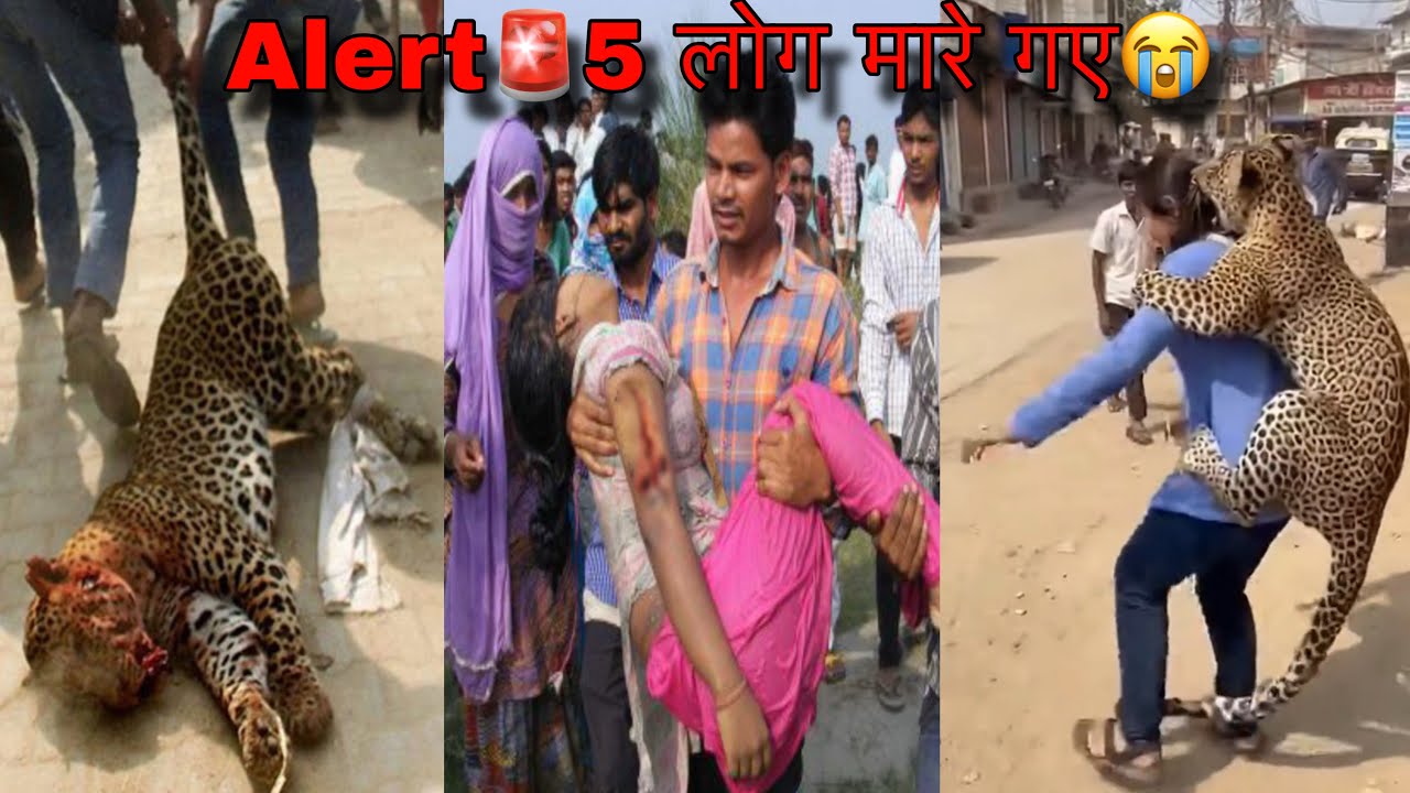 Alert🚨 5 लोग मारे गए😭 Leopard Attack Indian Village | Leopard Attack Human | Tiger Attack Man Viral