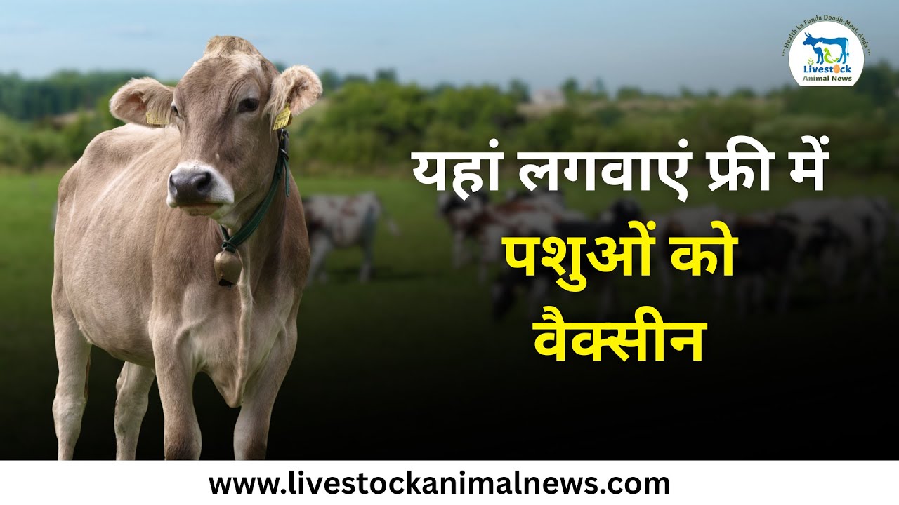 यहां लगवाएं फ्री में पशुओं को वैक्सीन