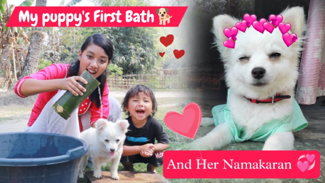 Our Puppy's First Bath🐕 - and Her Namakaran ? What's her Name 😍
