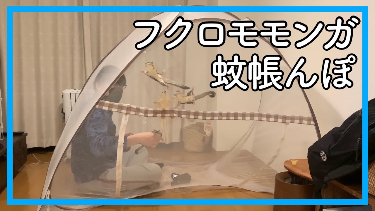 【フクロモモンガ】蚊帳の中で4匹が飛ぶ！潜る！威嚇！