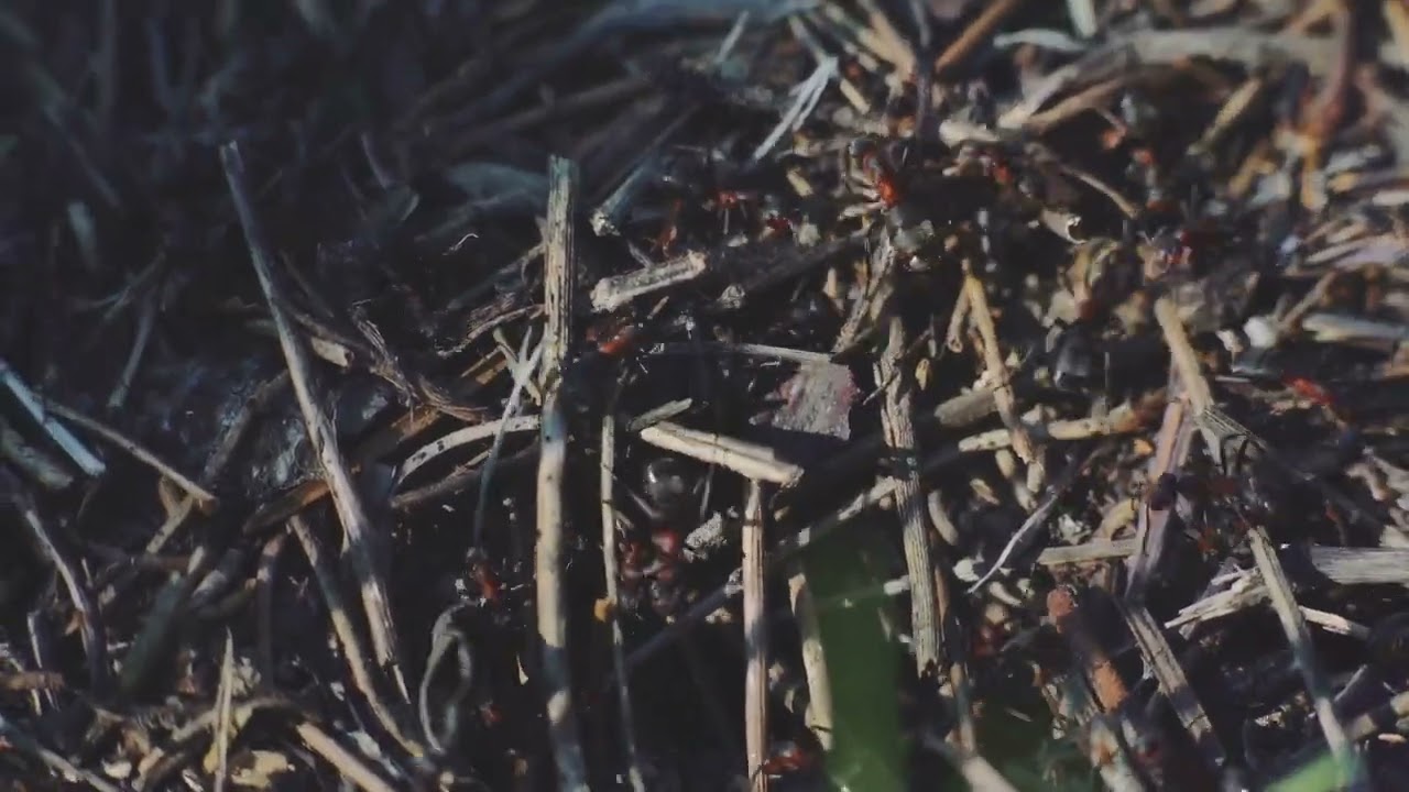 Life Lessons from Ants Wisdom