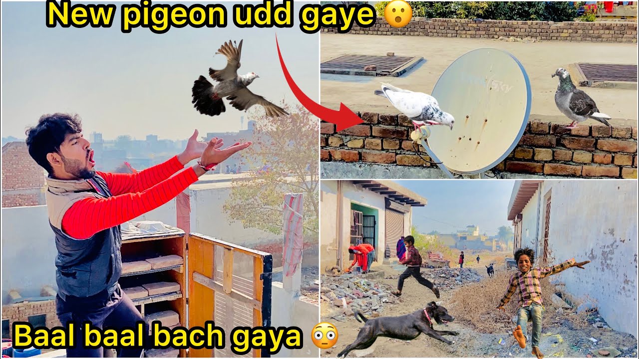 Omg 😳 kabutar Gaye 😑 ( New pigeon pair flying first time 🕊️)