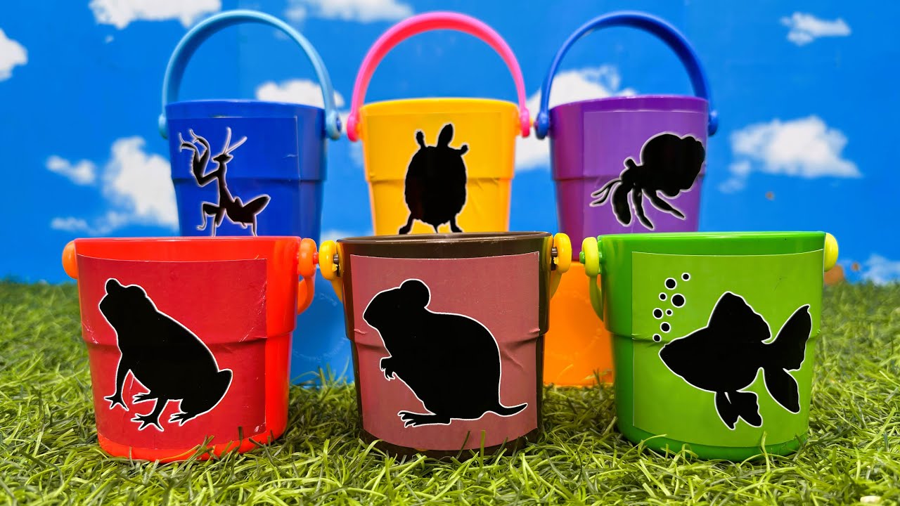 Pets: Turtle, Dormouse, Pacman Frog, Hermit Crab, Mantis, Goldfish
