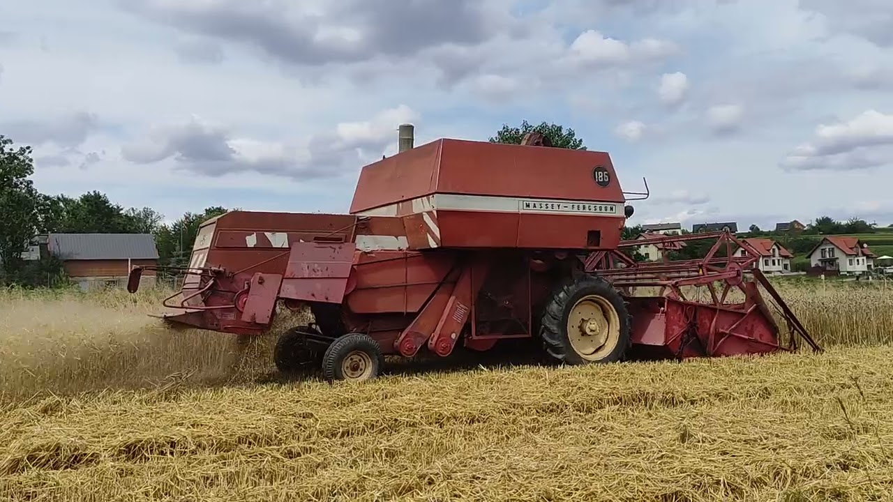Massey Ferguson 186 harvest żniwa 2024 cz.3