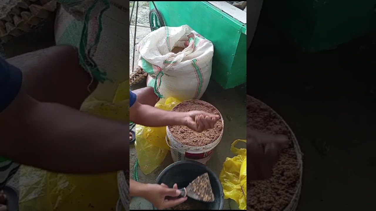 Hasil Permentasi Dedak atau Bekatul #permentasidedak #permentasibekatul #dedak #jagoternak #sorotan