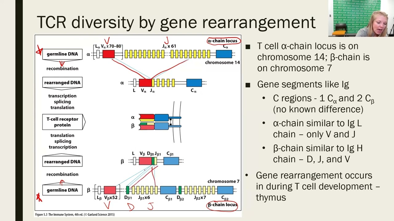 Распознавание антигенов Т-лимфоцитами. Часть 1 (обновление 2023 г.)