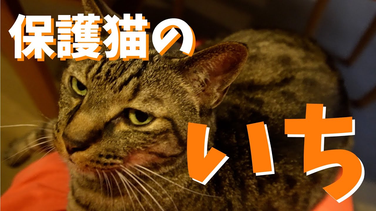 保護猫のいち　　8月8日は世界猫の日