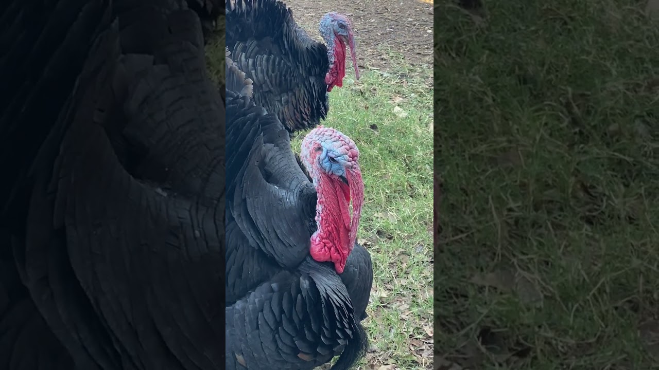 Backyard Turkey Tales, this was supposed to be about the new GUINEA fowl! 