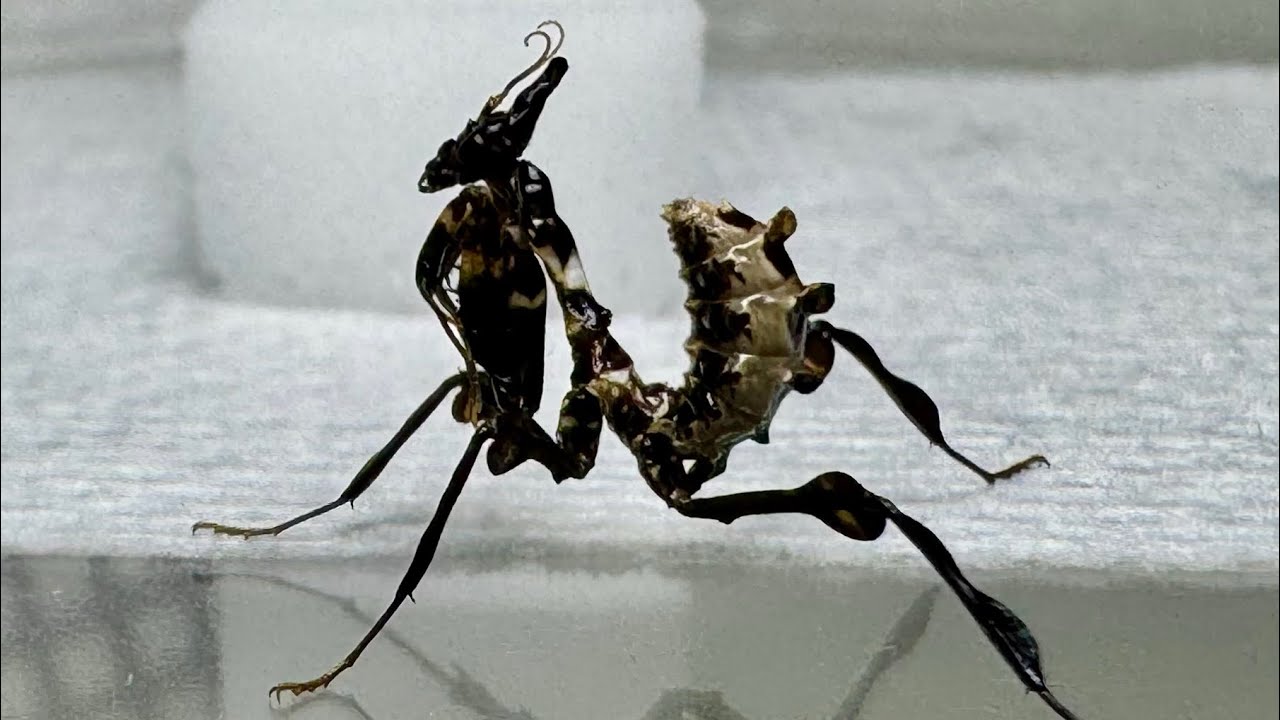 Idolomantis L1