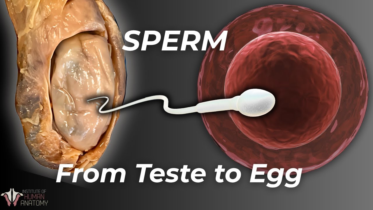 How Sperm Actually Makes It to the Egg