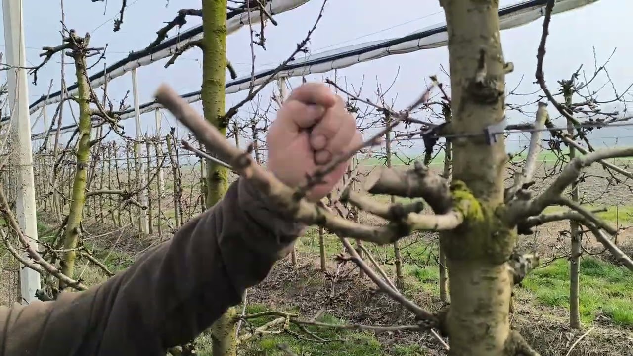 Olasz profi cseresznye 🍒 ültetvény,hogyan metcik hogy a törzs melett tartsuk a termést 