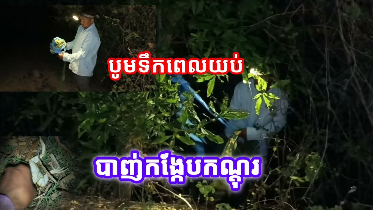 បូមទឹកពេលយប់ឆ្លៀត ដើរបាញ់កង្កែបកណ្តុរ