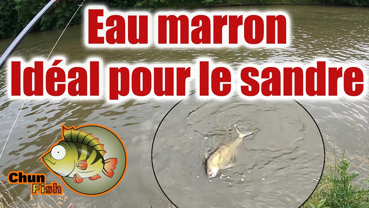 LES SANDRES SONT ACTIFS ! Pêche en canal ! 🦈
