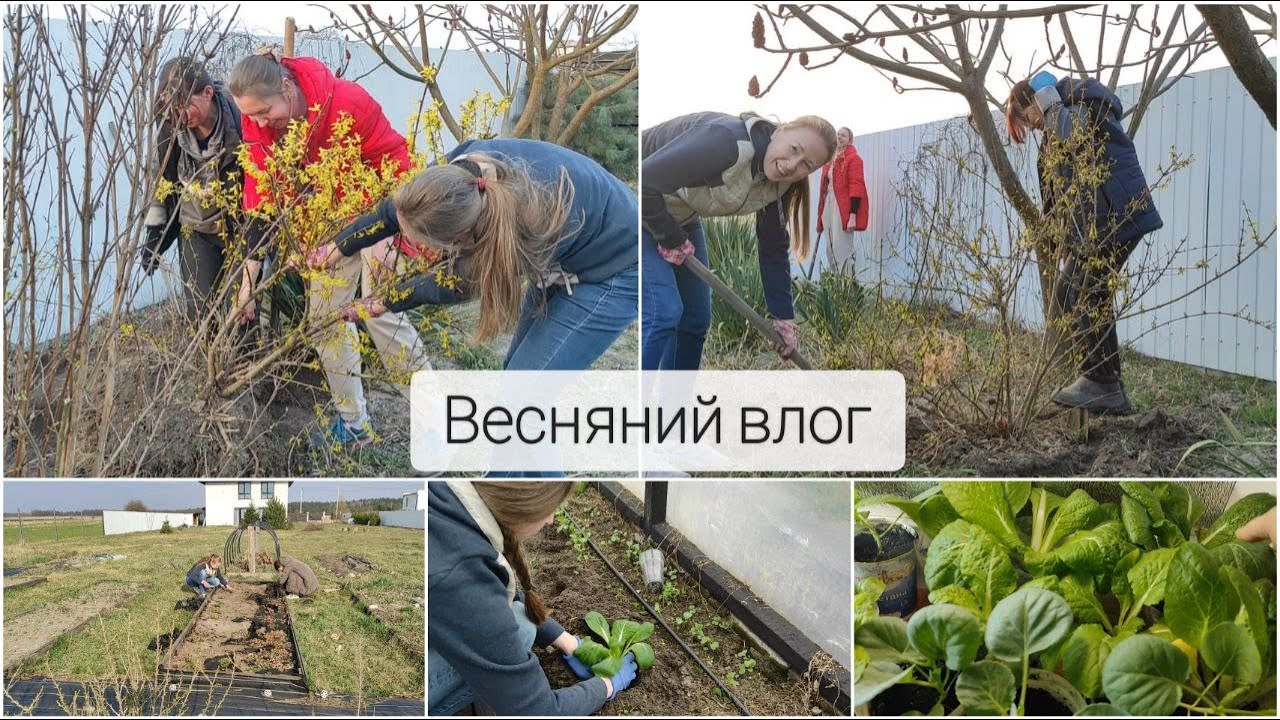 #188 Садові роботи/подруги в гостях/РОЗСАДА/висадка в теплицю