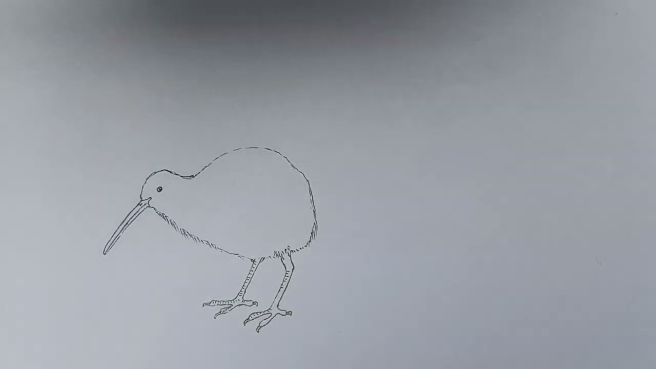 A Littel kivi bird how to darw a simpil pincel .