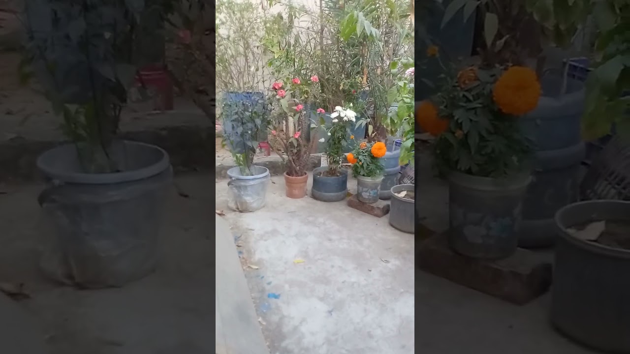 শাহ আলী