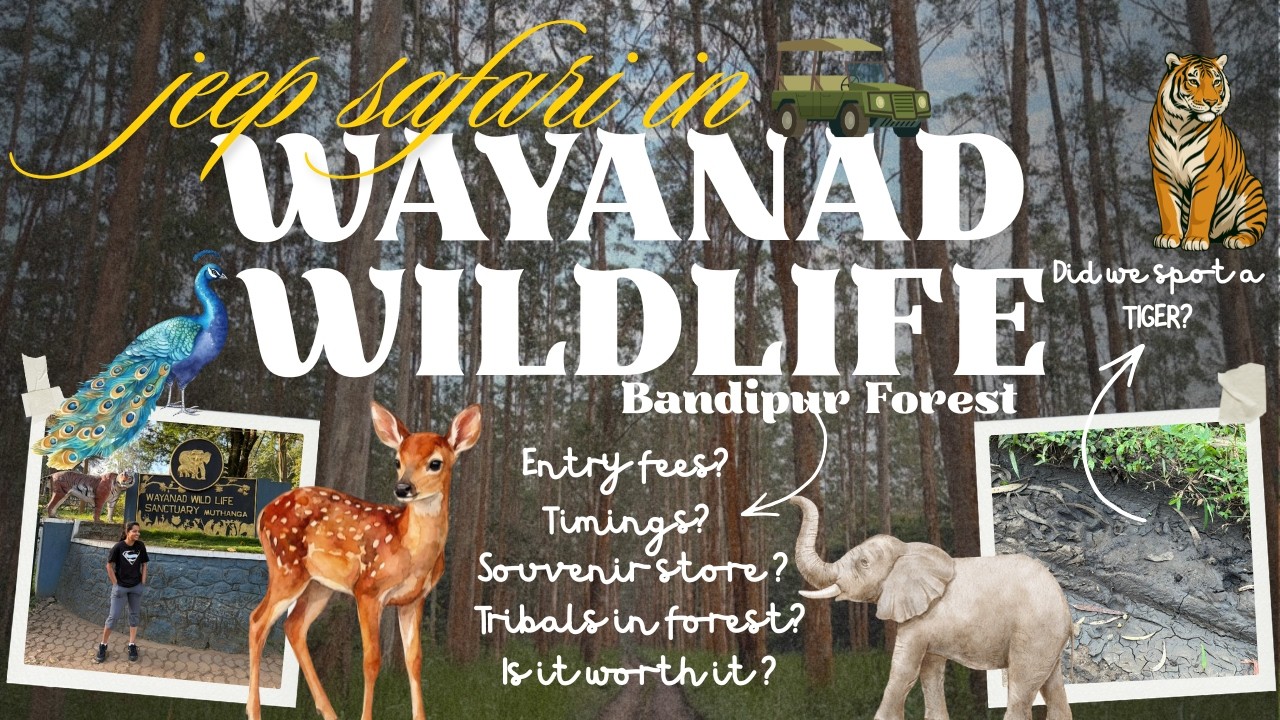 Wayanad Jungle Jeep Safari 🐘🦚 Bandipur Tiger Reserve 🐅Our Wildlife Experience 🦌 Kerala and Karnataka