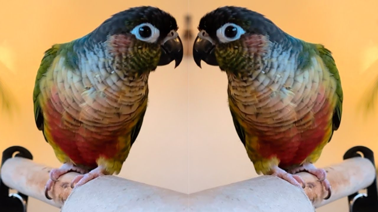 Funny PARROT Videos TRY NOT TO LAUGH 🐦😆 Green Cheek Conure Funny 