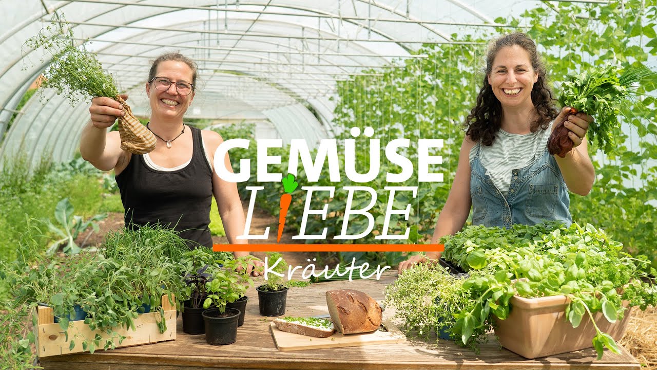 Frische Kräuter im Winter: So überleben Basilikum und Co. auf der Fensterbank