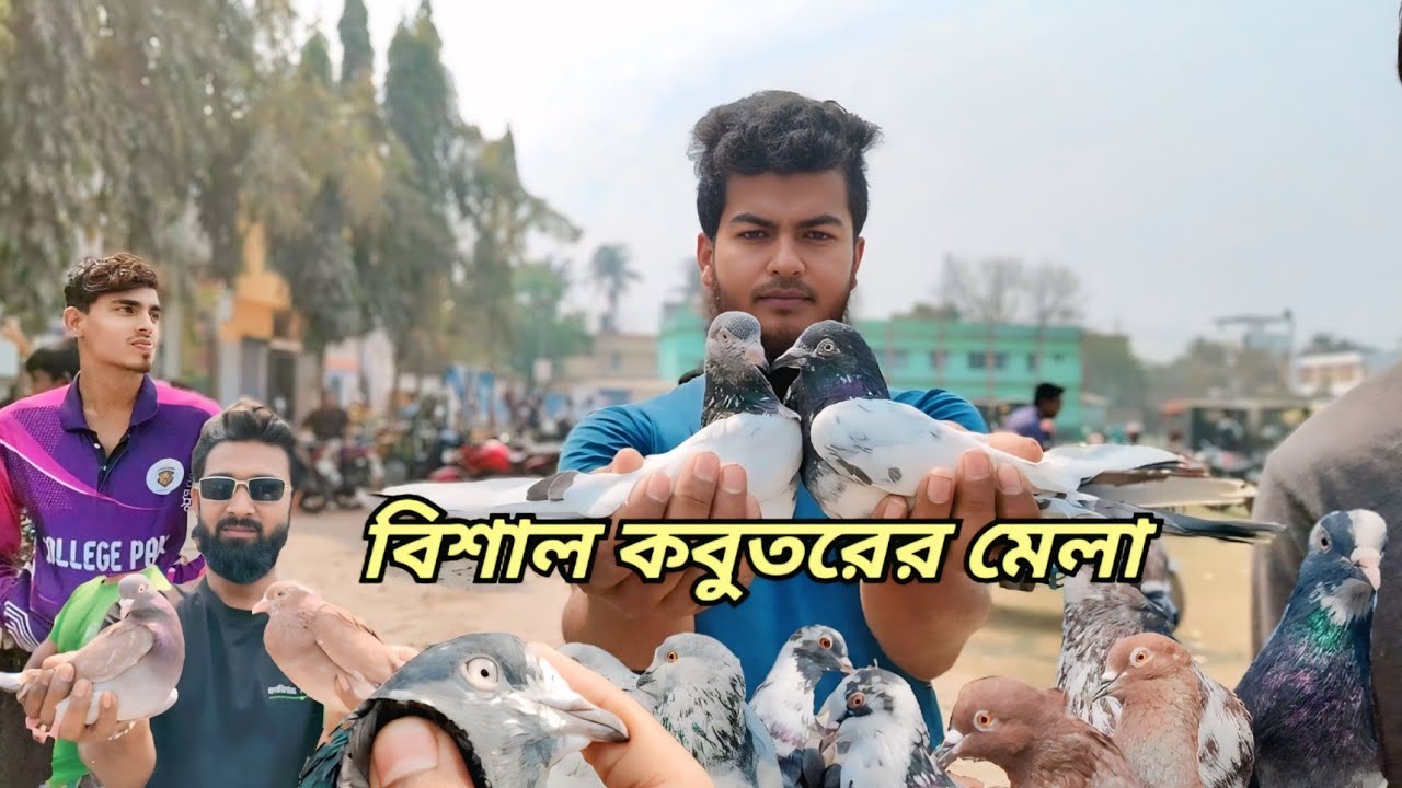 সেরা কালেকশন ও বেস্ট কোয়ালিটি !!  রাজশাহী কাটাখালি হাটে লোকাল গিরিবাজ কবুতরের বাজার দর জানুন  
