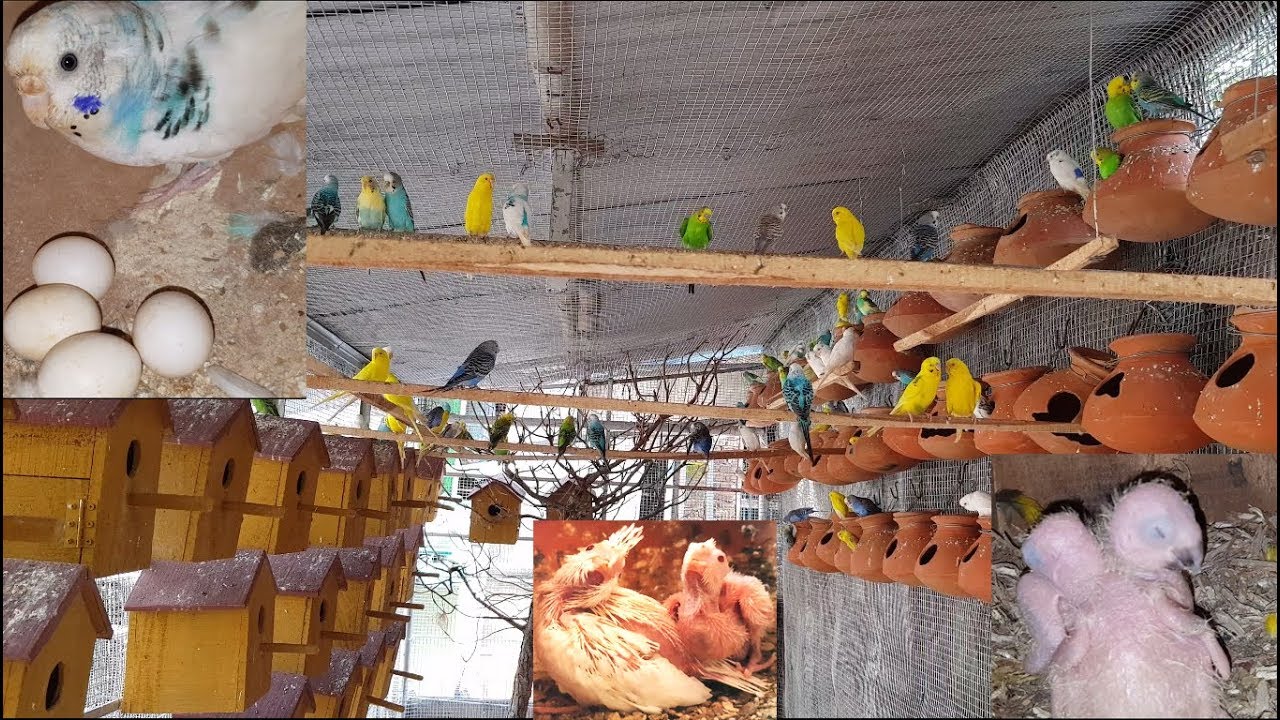Cockatiel Budgies Parrot Sunconure Bird Farm Breeding Progress / Bird Breeding Tips.