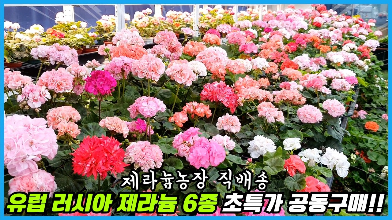 [제라늄 초특가 공동구매] 유럽제라늄, 러시아제라늄, 한국제라늄 6종 랜덤박스!! 제라늄 농장직송!! feat. 식물마켓 참여소식