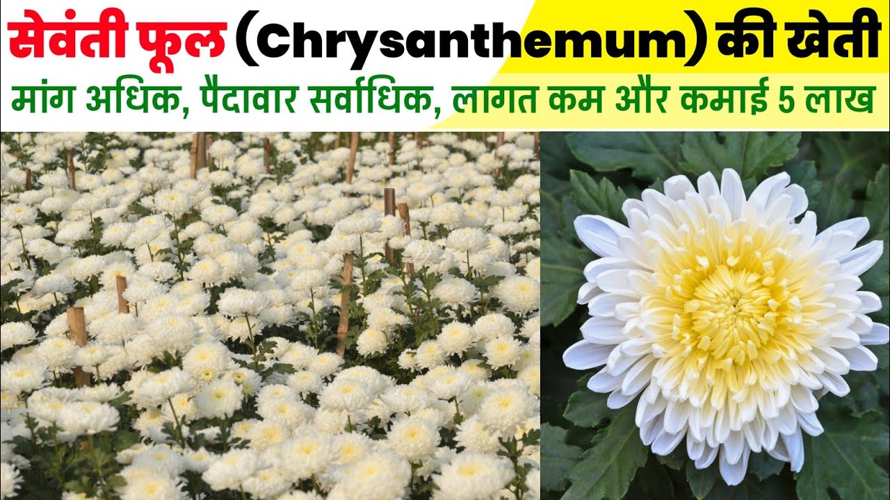 सेवंती की खेती | Shevanti ki kheti | Chrysanthemum flower farming | Guldaudi | Phool ki kheti