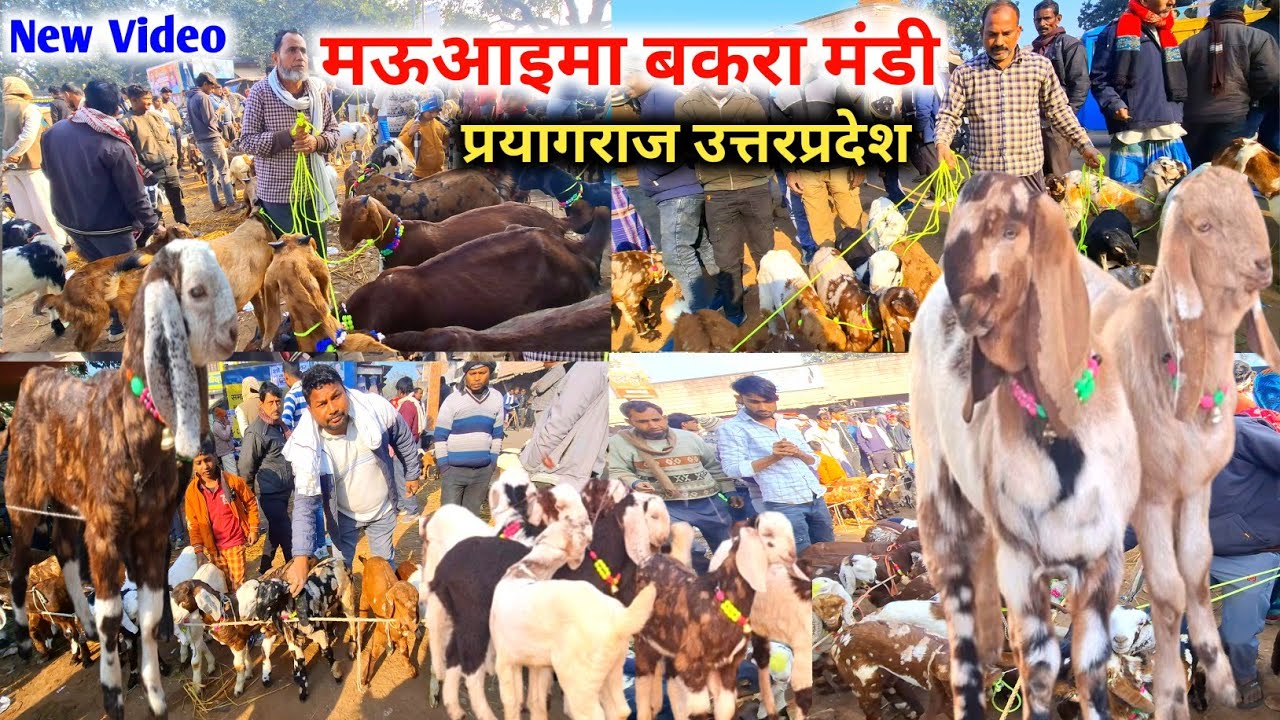 आज की मऊआइमा बकरा मंडी रेट |21 Jan 26 |Mauaima bakra mandi Praygraj up live Update 