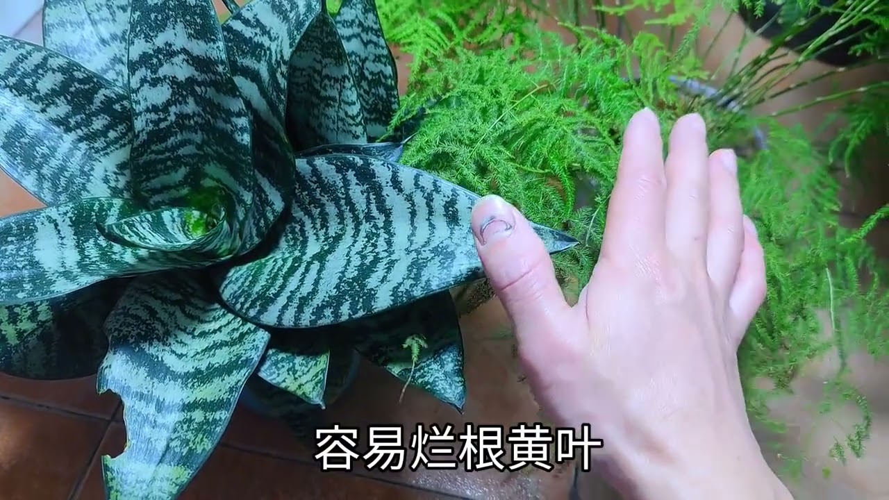 家里养这2种花，配土时放上一把“它”，养十年都不会烂根