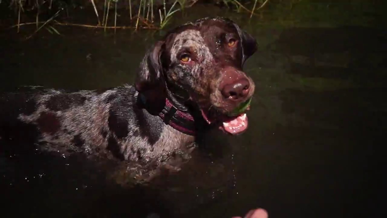 Life with Catahoula- Charity 2 y.o.