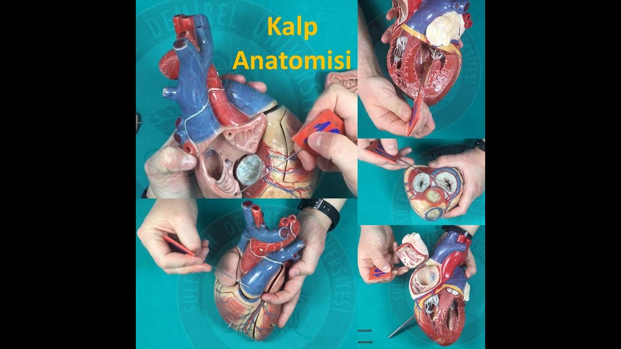 Kalp Anatomisi (Özet Anlatım)