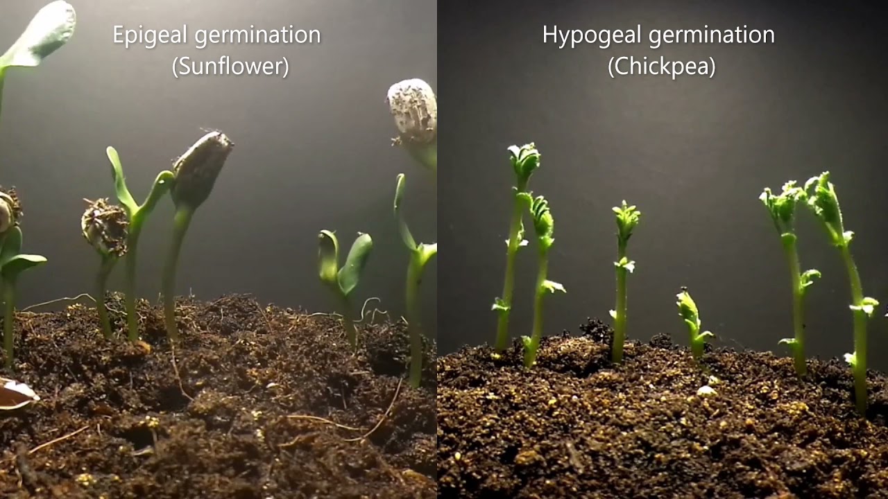 Epigeal vs. Hypogeal germination