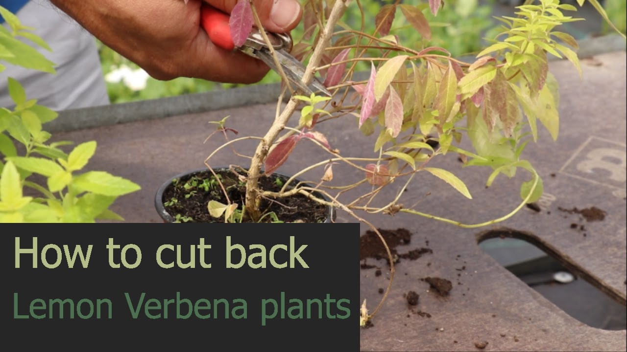 EP173 - How to cut back Lemon Verbena plants and make better plants
