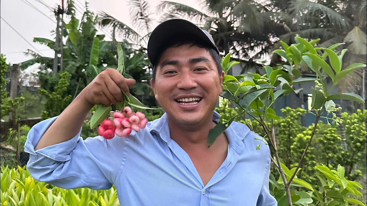 Trồng mận hoàng Yến bao lâu có trái? - Hoa kiểng Cái Mơn, Chợ Lách -  Ngọc Ngân Bến Tre 0386569374