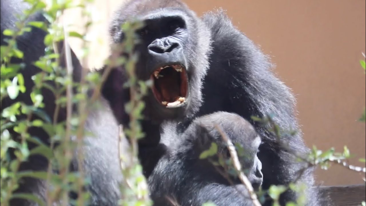 Горилла ⭐️ Гентаро буйствует. Генки злится на Момотаро, который не помогает. 【Семья Момотаро】